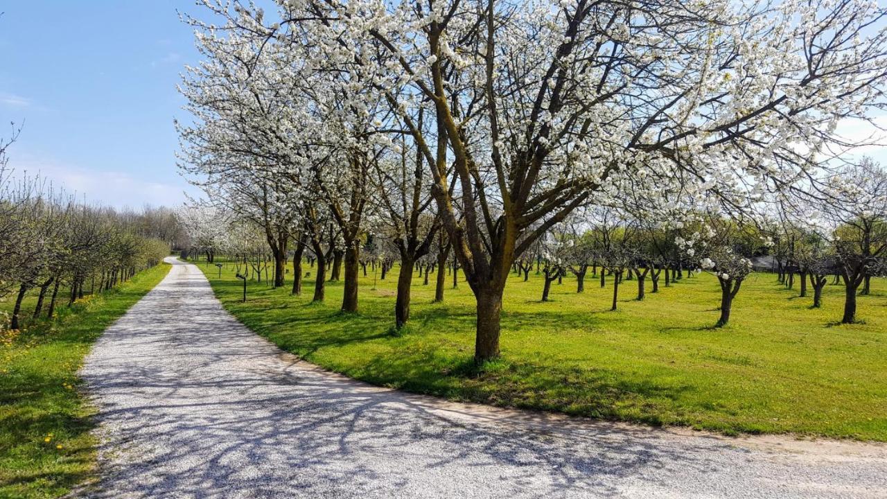 Agriturismo Borgo Borromeo Rubano Εξωτερικό φωτογραφία